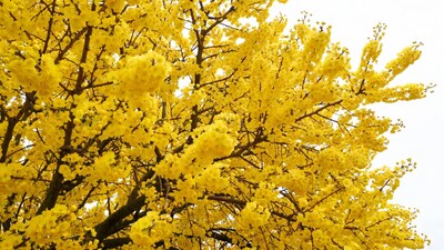 Yellow Cassia Tree Blossoms