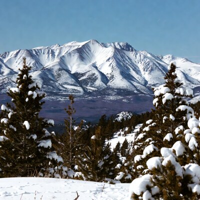Snowy Mountains with Pine Trees