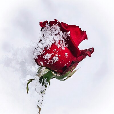 Red Rose Covered in Snow