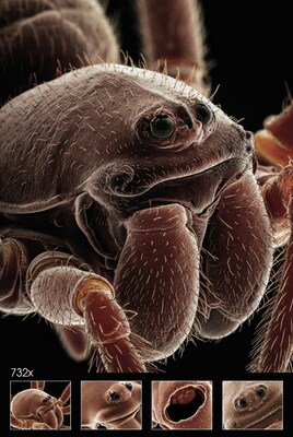 Close-up SEM image of spider