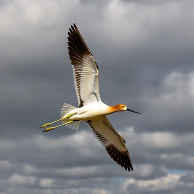 Black-necked Stilt Flying in Clouds
