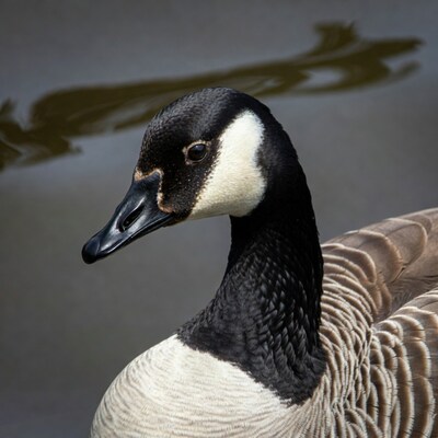 Canada Goose Head Profile