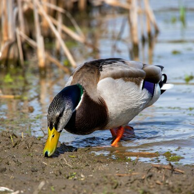 Mallard duck foraging in shallow water