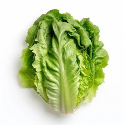 Fresh Romaine Lettuce Head