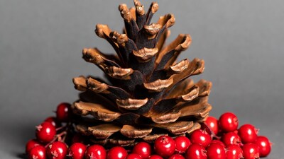 Pine Cone with Red Berries