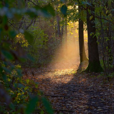 Forest Path with Sunbeams