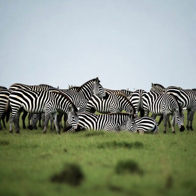 Herd of Zebras Grazing on Grassland