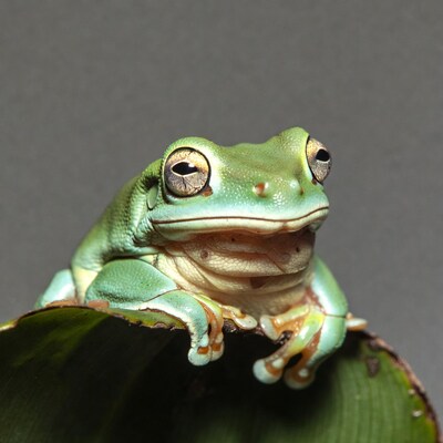 Green tree frog on leaf