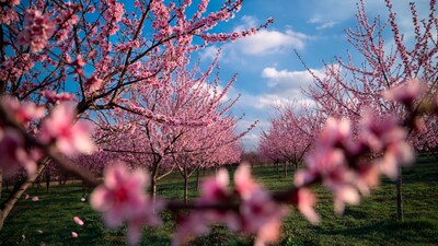 Pink Cherry Blossom Orchard Blue Sky
