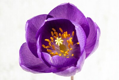 Purple pasque flower closeup