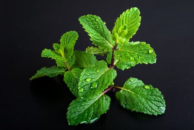 Fresh Mint Leaves with Water Droplets