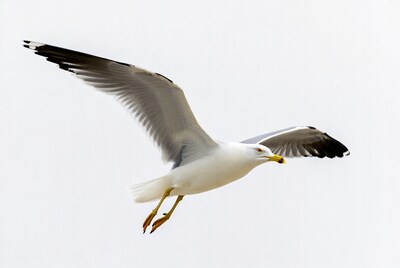 Seagull flying with wings spread