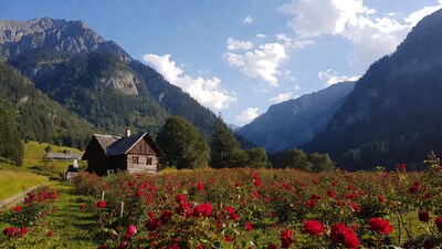 Chalet amid red rose field in mountains