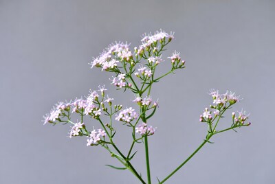 Pink wildflowers on gray background