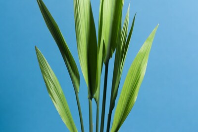 Green plant leaves against blue sky