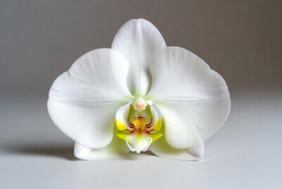 White Phalaenopsis Orchid Flower