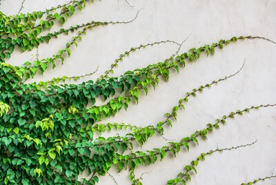 Green Ivy Climbing White Wall