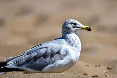 Herring Gull on Beach Sand