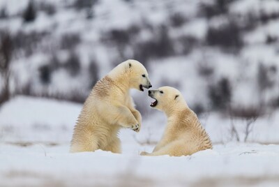 Two polar bears play-fighting in snow