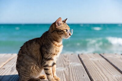 Tabby cat with glasses on pier