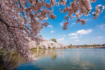 Cherry Blossoms Framing Washington Monument