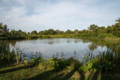 Serene Pond Surrounded by Reeds and Trees