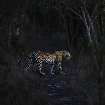 Leopard walking in dark forest