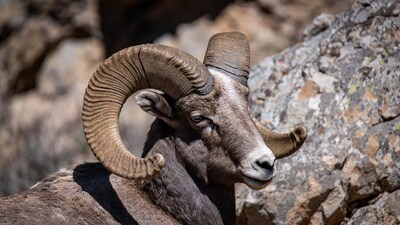Bighorn sheep on rocky mountain