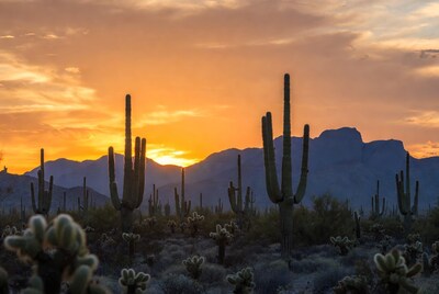 Saguaro Cacti at Sunset with Mountains