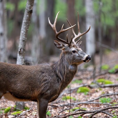 Buck with large antlers in forest