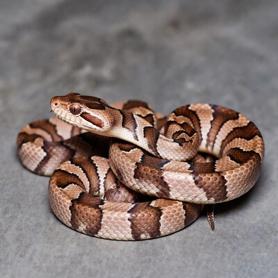 Coiled Milk Snake on Gray Background