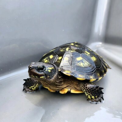 Yellow-spotted turtle in gray container