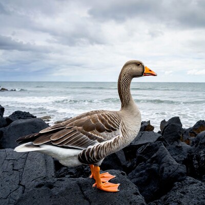 Greylag Goose on Rocks by Ocean