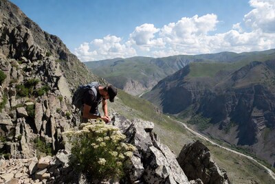 Man examining wildflowers on mountain cliff