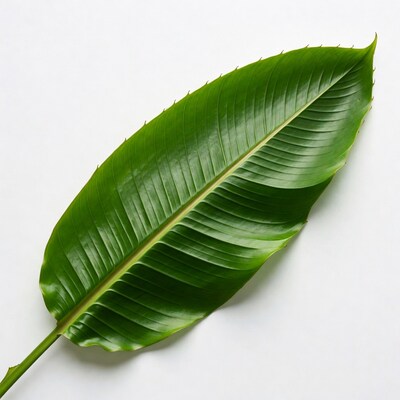 Green banana leaf on white background