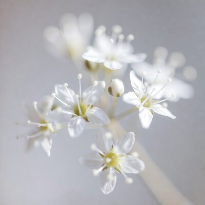 White cluster flowers on gray background