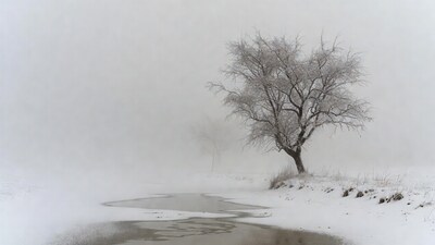 Frosty Tree by Snowy Stream in Fog