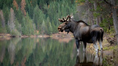 Moose standing by lake reflection