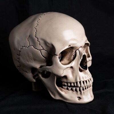 Human skull on black background