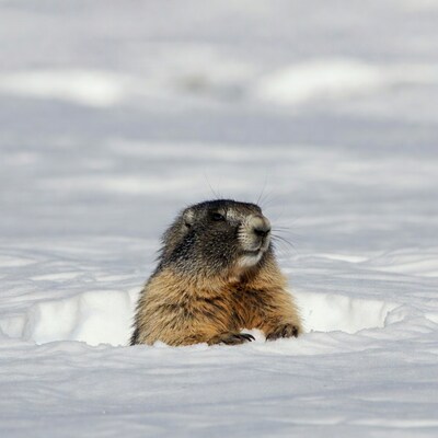 Marmot peeking from snow hole