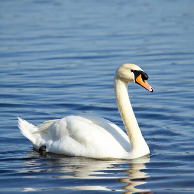 White swan swimming in blue water
