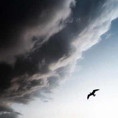Seagull flying over stormy clouds