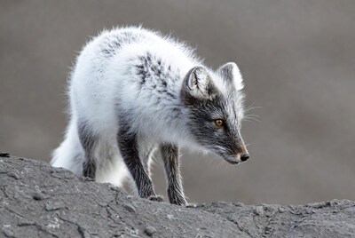 Arctic Fox on Rocky Terrain