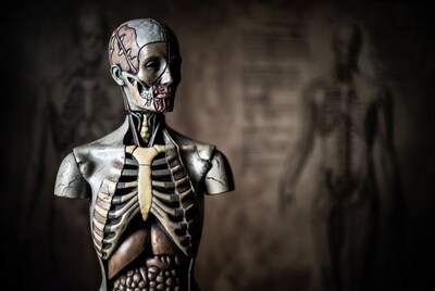 Detailed Anatomical Human Torso Model