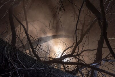 Forest Fire Through Bare Branches