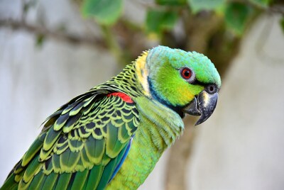 Green Parrot with Red Wing Patch