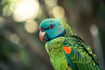 Close-up of blue-headed macaw parrot