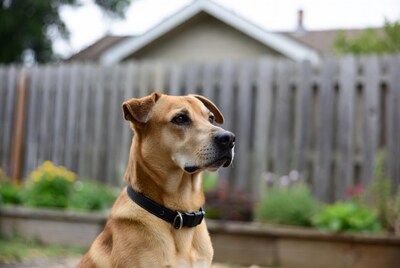 Tan dog with collar in backyard
