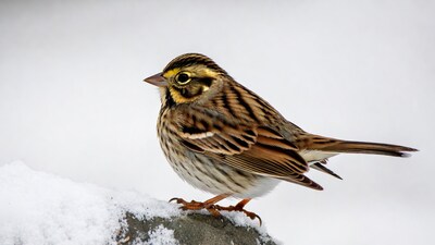 Savannah Sparrow on snowy rock