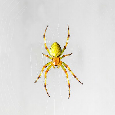 Yellow Garden Spider on Web